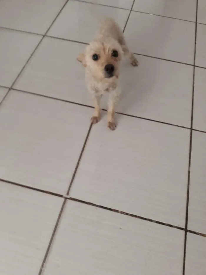 Cachorro ra a Pudle idade 1 ano nome Mel