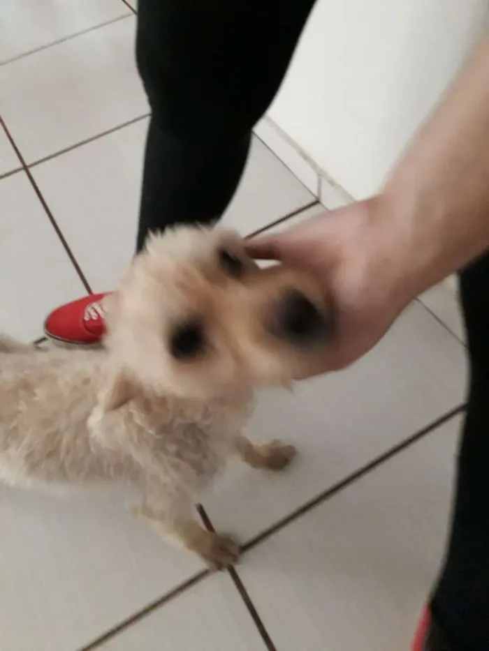 Cachorro ra a Pudle idade 1 ano nome Mel