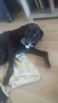 Laika