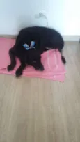 Laika
