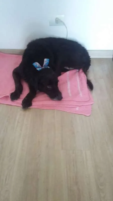 Cachorro ra a SRD idade 6 ou mais anos nome Laika