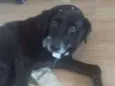 Laika