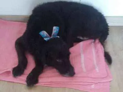 Cachorro ra a SRD idade 6 ou mais anos nome Laika
