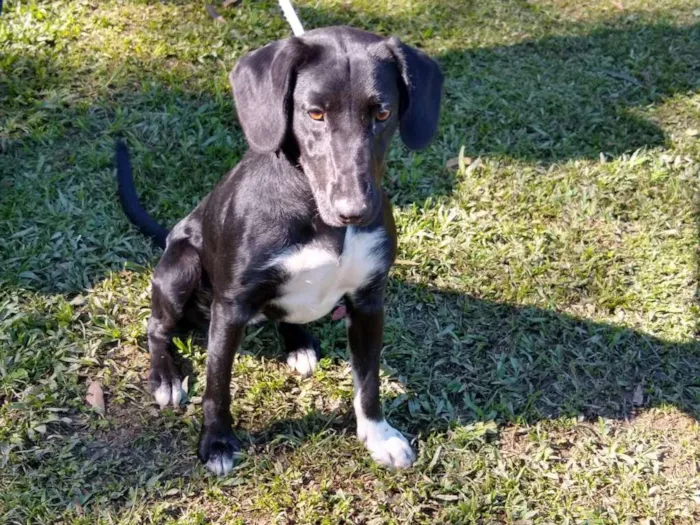 Cachorro ra a SRD idade 2 anos nome NALA