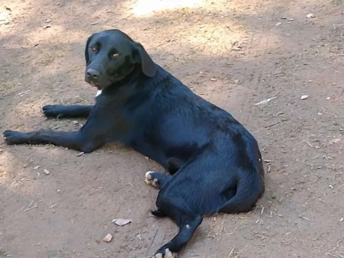 Cachorro ra a SRD idade 2 anos nome NIX