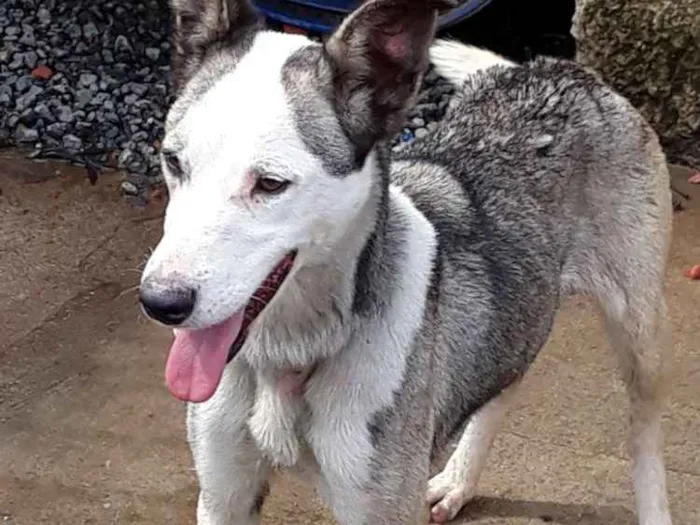 Cachorro ra a Mestica a pit bull idade 3 anos nome Japoneza