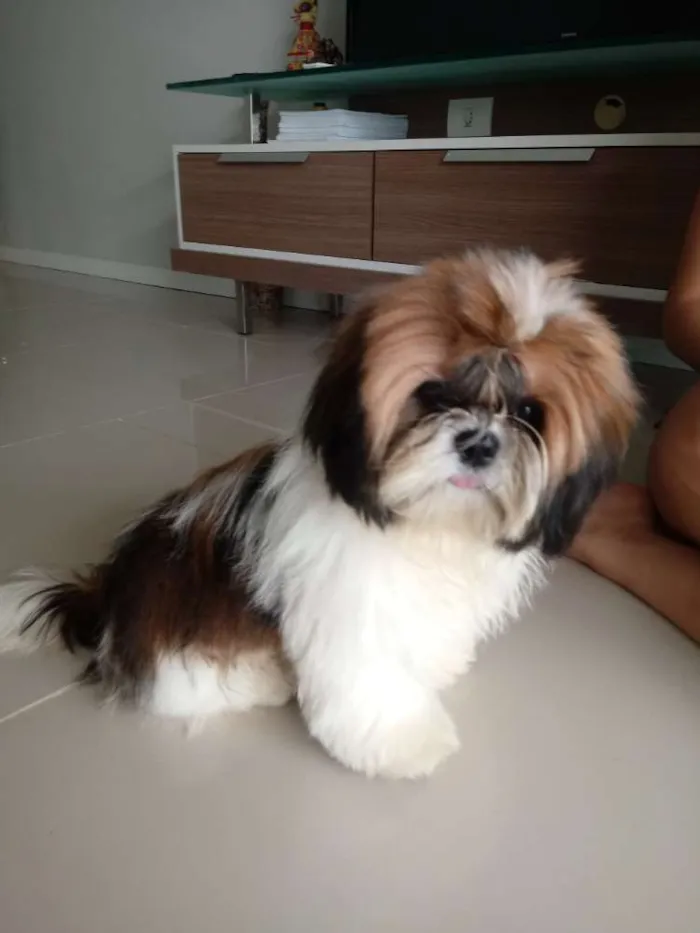 Cachorro ra a Shih Tzu idade 1 ano nome Raul