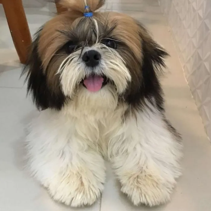 Cachorro ra a Shih Tzu idade 1 ano nome Raul