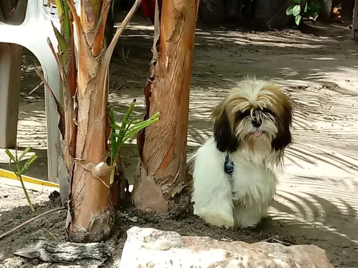 Cachorro ra a Shih Tzu idade 1 ano nome Raul
