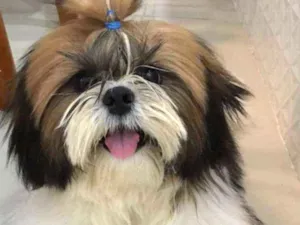 Cachorro raça Shih Tzu idade 1 ano nome Raul