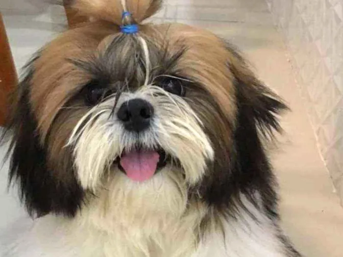 Cachorro ra a Shih Tzu idade 1 ano nome Raul