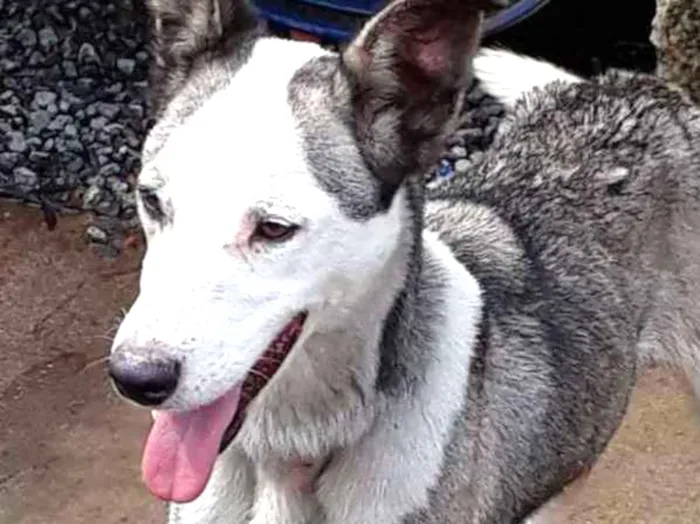 Cachorro ra a Mestica a pit bull idade 3 anos nome Japoneza
