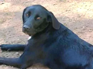 Cachorro raça SRD idade 2 anos nome NIX
