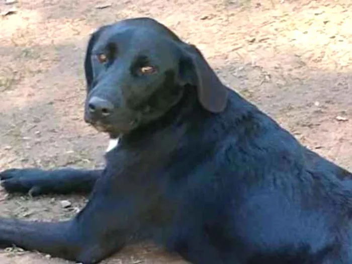 Cachorro ra a SRD idade 2 anos nome NIX