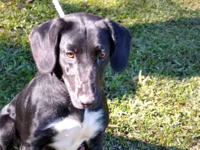 Cachorro ra a SRD idade 2 anos nome NALA