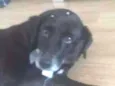Laika