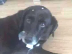 Cachorro raça SRD idade 6 ou mais anos nome Laika