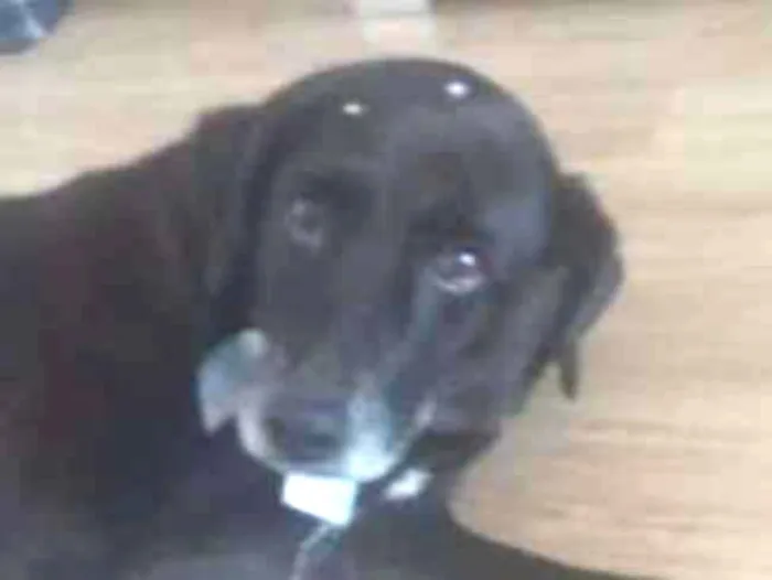 Cachorro ra a SRD idade 6 ou mais anos nome Laika