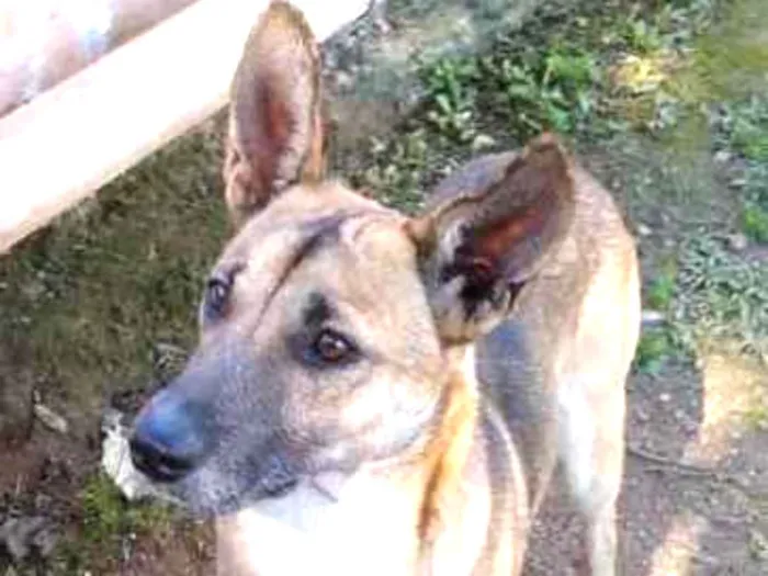 Cachorro ra a SRD idade 3 anos nome JOSUE