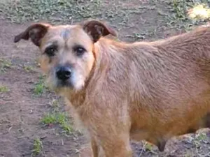 Cachorro raça SRD idade 2 anos nome JUJU
