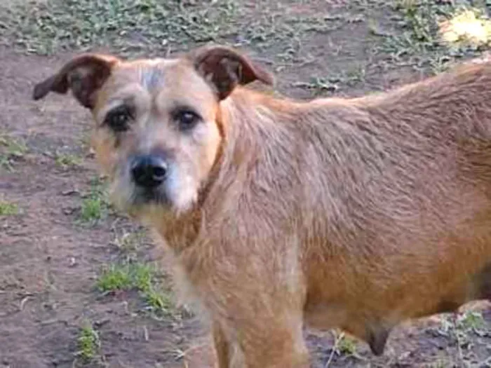 Cachorro ra a SRD idade 2 anos nome JUJU