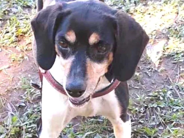 Cachorro ra a SRD idade 2 anos nome CHARLOTE