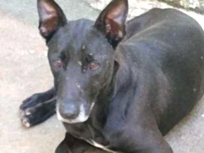 Cachorro ra a SRD idade 3 anos nome APOLO