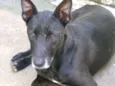 APOLO