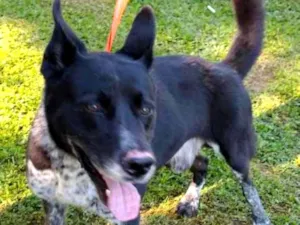 Cachorro raça SRD idade 3 anos nome ALEX