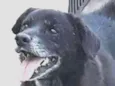 JULIUS