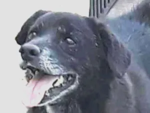 Cachorro raça SRD idade 6 ou mais anos nome JULIUS