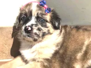 Cachorro raça Sem Raça Definida idade Abaixo de 2 meses nome Belinha