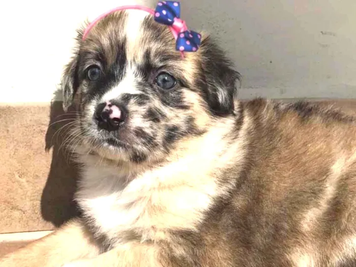 Cachorro ra a Sem Raça Definida idade Abaixo de 2 meses nome Belinha