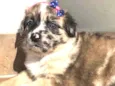 Belinha