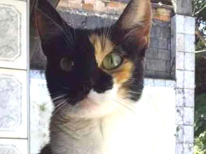 Gato ra a srd idade 2 a 6 meses nome Ravenna