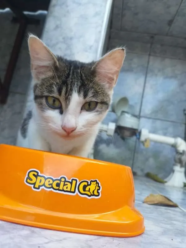 Gato ra a srd idade 2 a 6 meses nome Silky