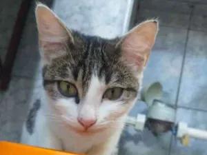 Gato raça srd idade 2 a 6 meses nome Silky