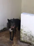 TAZ