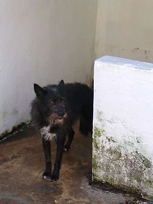Cachorro ra a SRD idade 3 anos nome TAZ