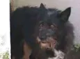 TAZ