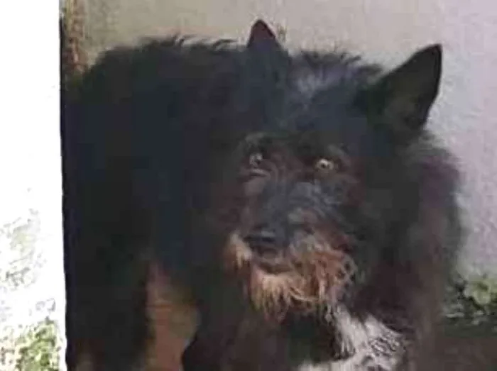 Cachorro ra a SRD idade 3 anos nome TAZ