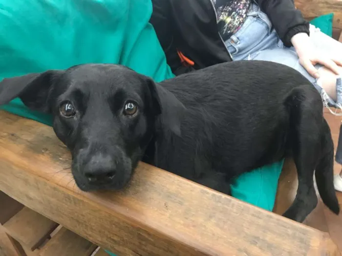 Cachorro ra a SRD idade 3 anos nome Frederico