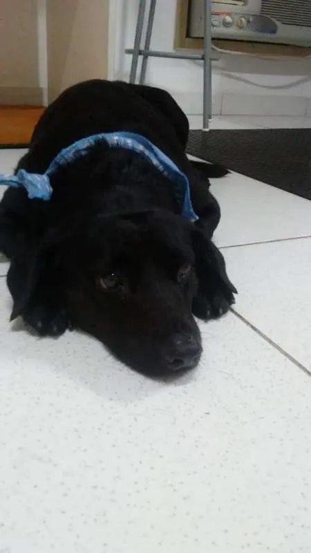 Cachorro ra a SRD idade 3 anos nome Frederico
