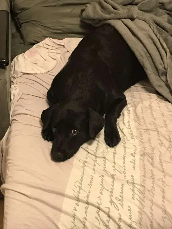 Cachorro ra a SRD idade 3 anos nome Frederico
