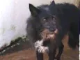 TAZ