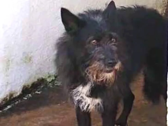 Cachorro ra a SRD idade 3 anos nome TAZ