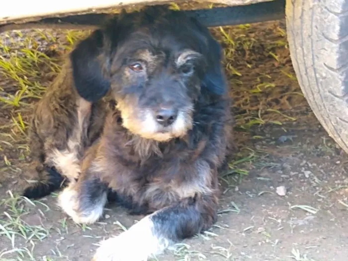 Cachorro ra a SRD idade 2 anos nome SERAFIM
