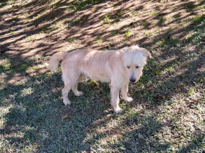 Cachorro ra a SRD idade 4 anos nome AFONSO 
