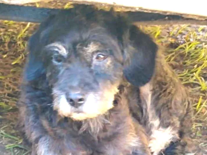 Cachorro ra a SRD idade 2 anos nome SERAFIM
