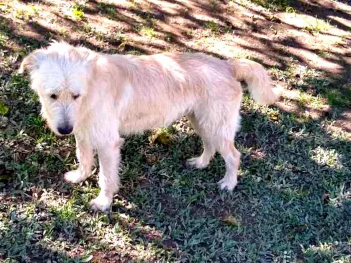 Cachorro ra a SRD idade 4 anos nome AFONSO 